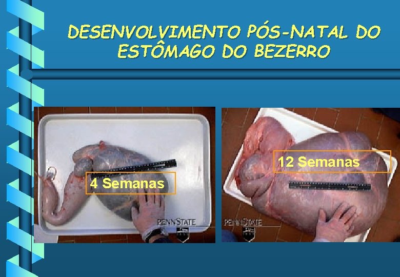 DESENVOLVIMENTO PÓS-NATAL DO ESTÔMAGO DO BEZERRO 12 Semanas 4 Semanas 