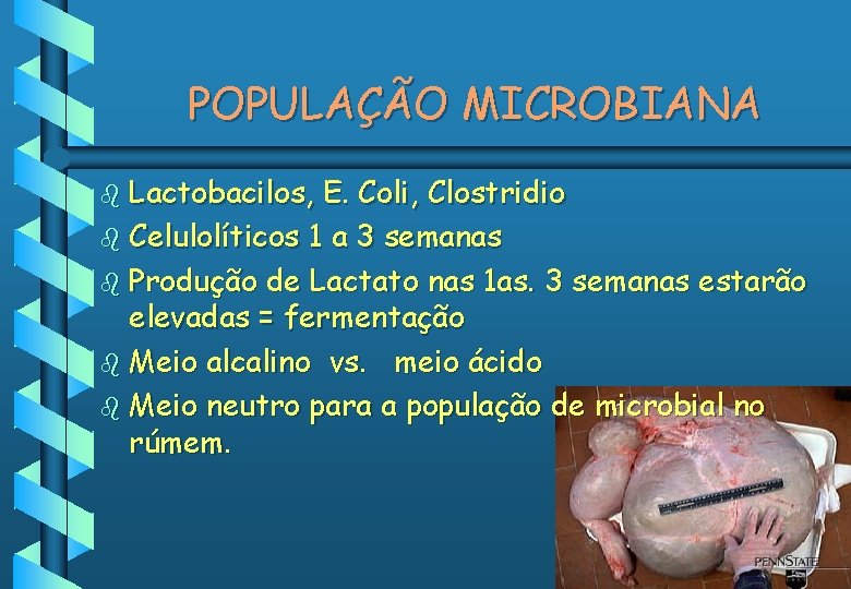 POPULAÇÃO MICROBIANA b Lactobacilos, E. Coli, Clostridio b Celulolíticos 1 a 3 semanas b