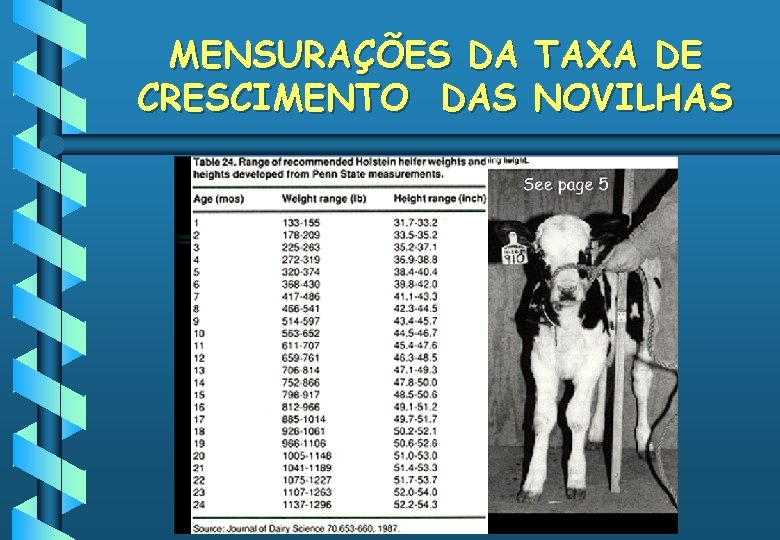 MENSURAÇÕES DA CRESCIMENTO DAS TAXA DE NOVILHAS 