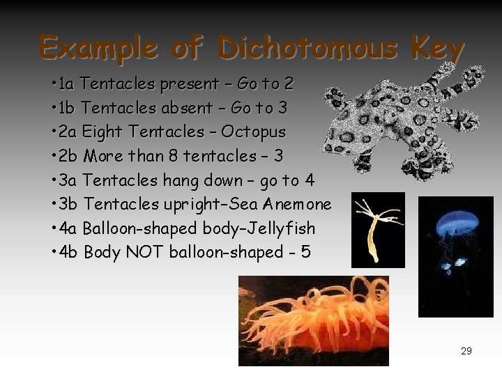 Example of Dichotomous Key • 1 a Tentacles present – Go to 2 •