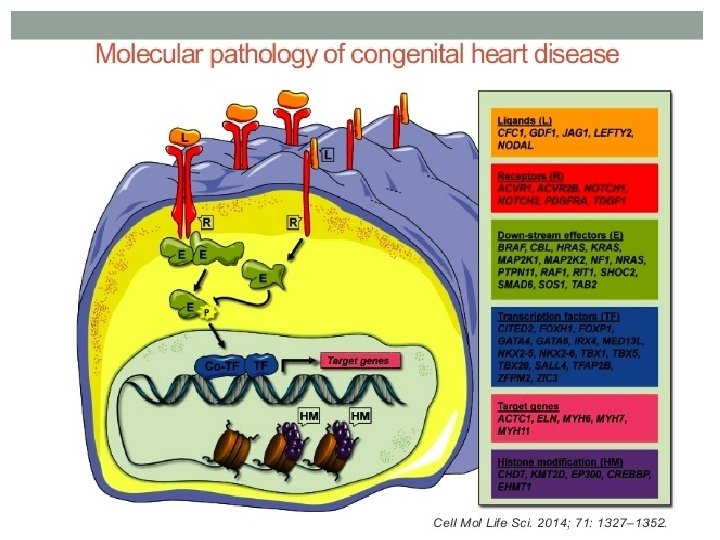 GENETIC BASIS OF CONGENITAL HEART DISEASE AND MOLECULAR
