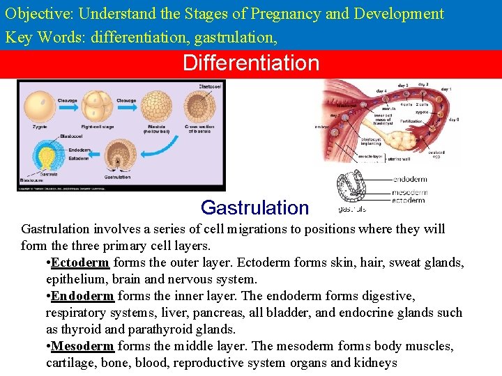 Objective: Understand the Stages of Pregnancy and Development Key Words: differentiation, gastrulation, Differentiation Gastrulation