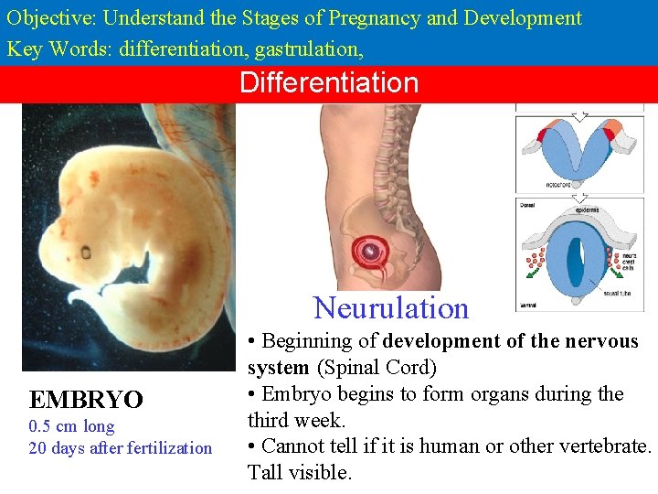 Objective: Understand the Stages of Pregnancy and Development Key Words: differentiation, gastrulation, Differentiation Neurulation