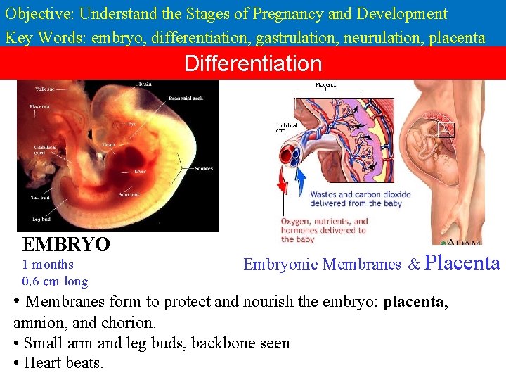 Objective: Understand the Stages of Pregnancy and Development Key Words: embryo, differentiation, gastrulation, neurulation,