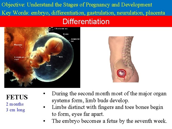 Objective: Understand the Stages of Pregnancy and Development Key Words: embryo, differentiation, gastrulation, neurulation,