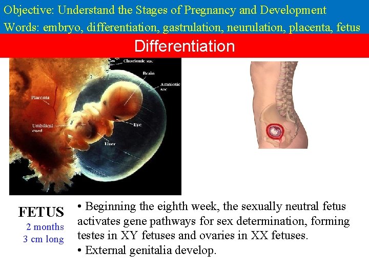 Objective: Understand the Stages of Pregnancy and Development Words: embryo, differentiation, gastrulation, neurulation, placenta,
