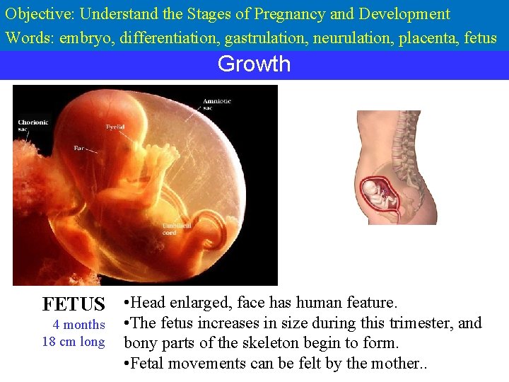 Objective: Understand the Stages of Pregnancy and Development Words: embryo, differentiation, gastrulation, neurulation, placenta,