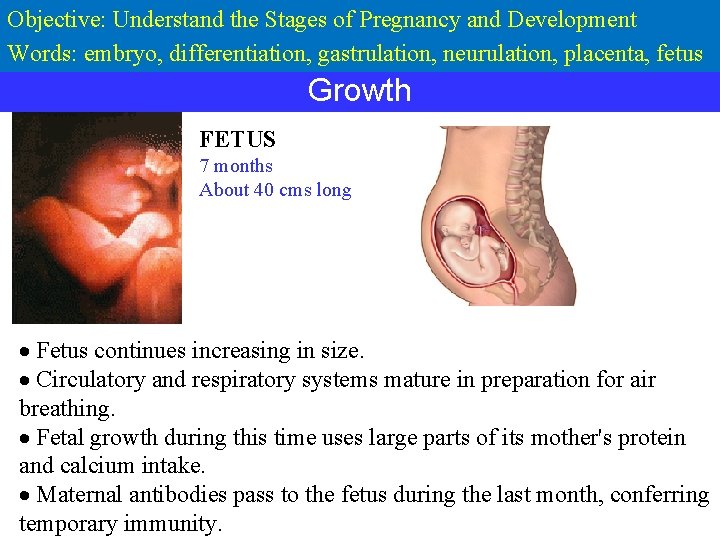 Objective: Understand the Stages of Pregnancy and Development Words: embryo, differentiation, gastrulation, neurulation, placenta,