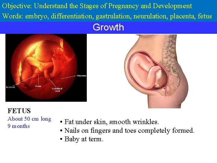 Objective: Understand the Stages of Pregnancy and Development Words: embryo, differentiation, gastrulation, neurulation, placenta,
