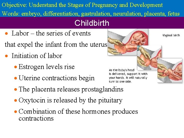 Objective: Understand the Stages of Pregnancy and Development Words: embryo, differentiation, gastrulation, neurulation, placenta,