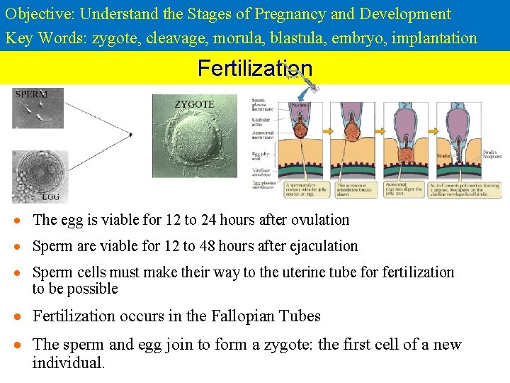 Objective: Understand the Stages of Pregnancy and Development Key Words: zygote, cleavage, morula, blastula,