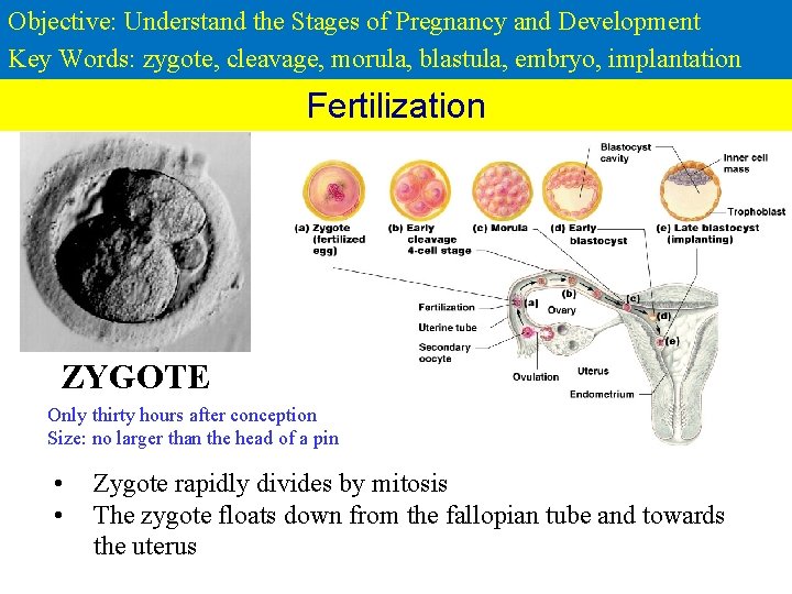Objective: Understand the Stages of Pregnancy and Development Key Words: zygote, cleavage, morula, blastula,