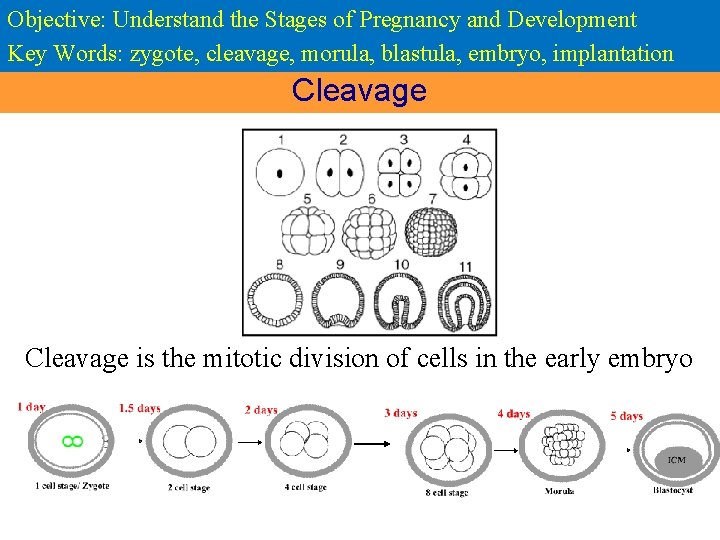 Objective: Understand the Stages of Pregnancy and Development Key Words: zygote, cleavage, morula, blastula,