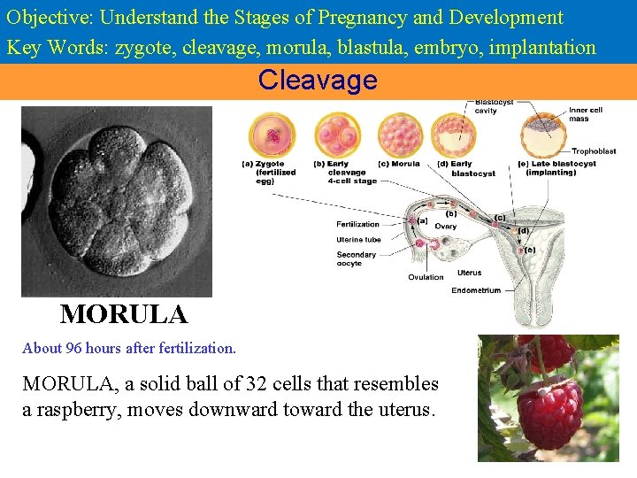 Objective: Understand the Stages of Pregnancy and Development Key Words: zygote, cleavage, morula, blastula,