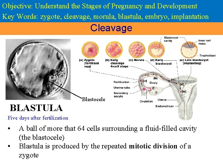 Objective: Understand the Stages of Pregnancy and Development Key Words: zygote, cleavage, morula, blastula,