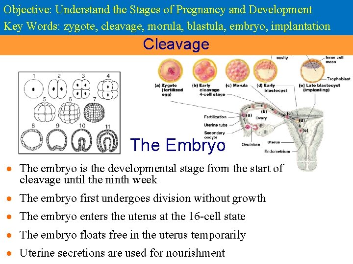 Objective: Understand the Stages of Pregnancy and Development Key Words: zygote, cleavage, morula, blastula,