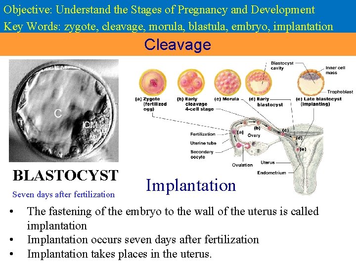 Objective: Understand the Stages of Pregnancy and Development Key Words: zygote, cleavage, morula, blastula,