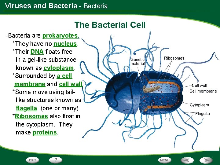 Viruses and Bacteria - Bacteria The Bacterial Cell -Bacteria are prokaryotes. *They have no