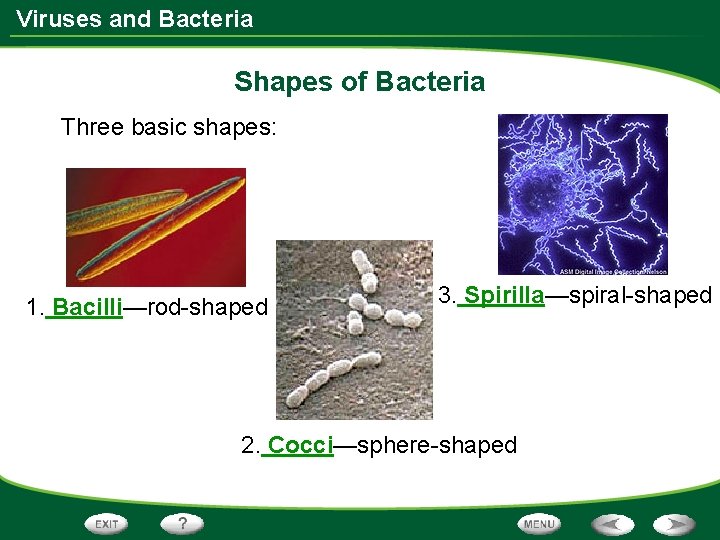 Viruses and Bacteria Shapes of Bacteria Three basic shapes: 1. Bacilli—rod-shaped 3. Spirilla—spiral-shaped 2. Viruses and Bacteria Shapes of Bacteria Three basic shapes: 1. Bacilli—rod-shaped 3. Spirilla—spiral-shaped 2.
