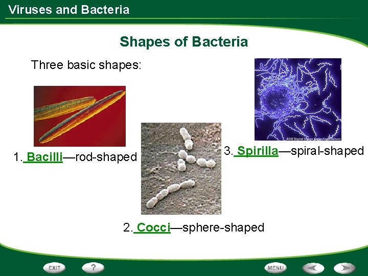 Viruses and Bacteria Shapes of Bacteria Three basic shapes: 1. Bacilli—rod-shaped 3. Spirilla—spiral-shaped 2.