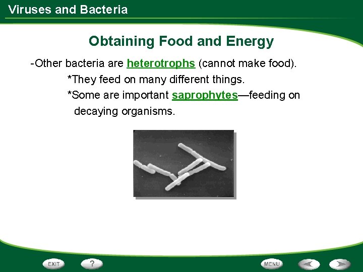 Viruses and Bacteria Obtaining Food and Energy -Other bacteria are heterotrophs (cannot make food).