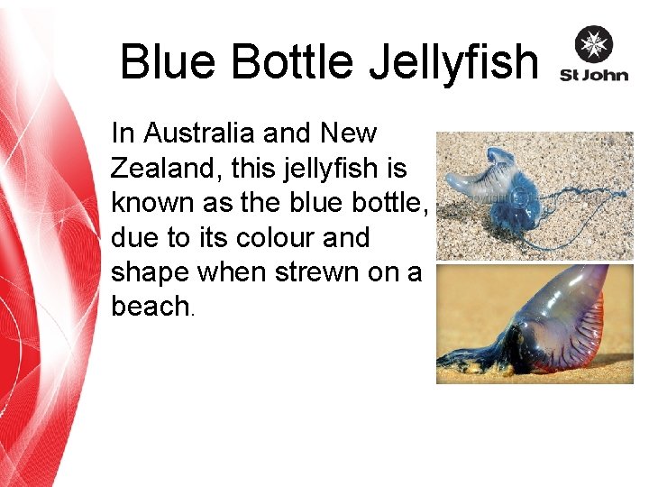 Blue Bottle Jellyfish In Australia and New Zealand, this jellyfish is known as the