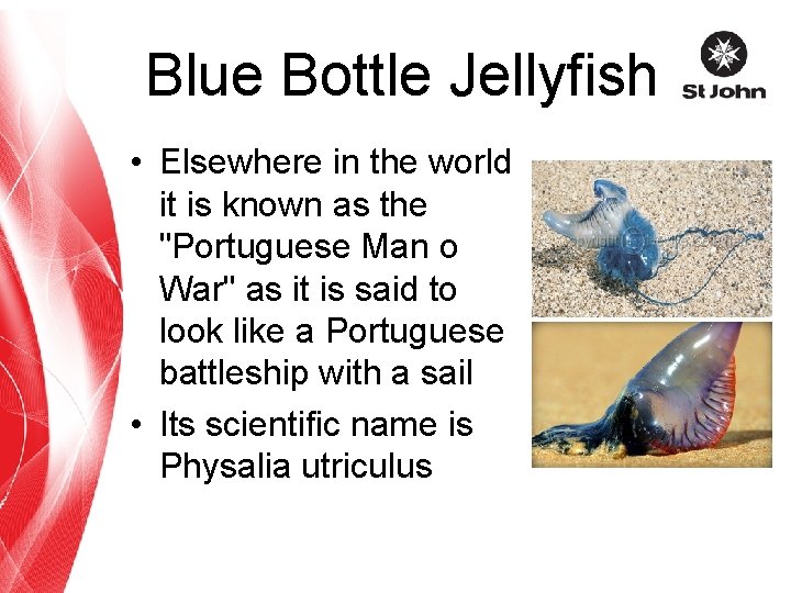 Blue Bottle Jellyfish • Elsewhere in the world it is known as the "Portuguese