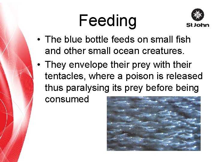 Feeding • The blue bottle feeds on small fish and other small ocean creatures.