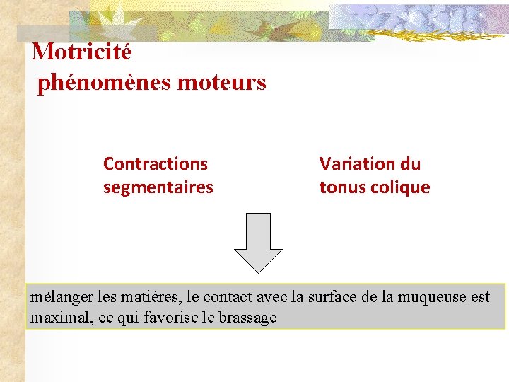 Motricité phénomènes moteurs Contractions segmentaires Variation du tonus colique mélanger les matières, le contact