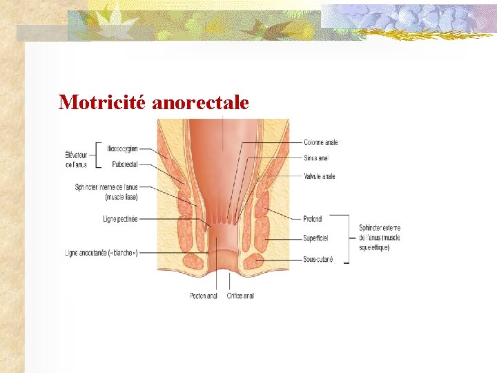 Motricité anorectale Rectum vide 
