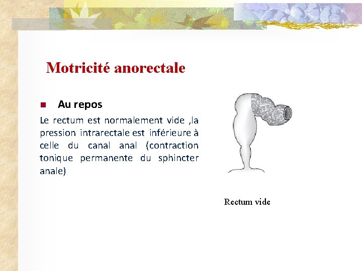 Motricité anorectale n Au repos Le rectum est normalement vide , la pression intrarectale