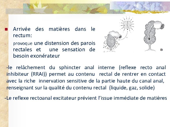n - Arrivée des matières dans le rectum: provoque une distension des parois rectales