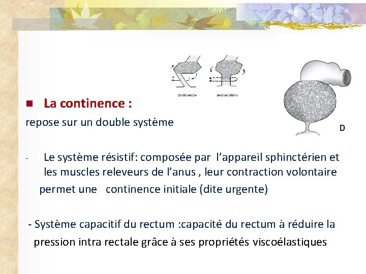 n La continence : repose sur un double système - Le système résistif: composée