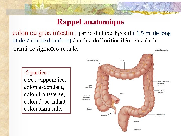 Rappel anatomique colon ou gros intestin : partie du tube digestif ( 1, 5