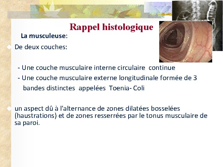 La musculeuse: Rappel histologique De deux couches: - Une couche musculaire interne circulaire continue