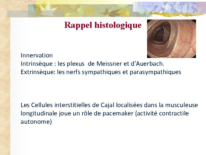 Rappel histologique Innervation Intrinsèque : les plexus de Meissner et d'Auerbach. Extrinsèque: les nerfs