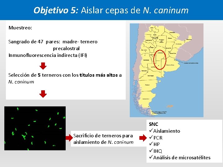 Objetivo 5: Aislar cepas de N. caninum Muestreo: Sangrado de 47 pares: madre- ternero