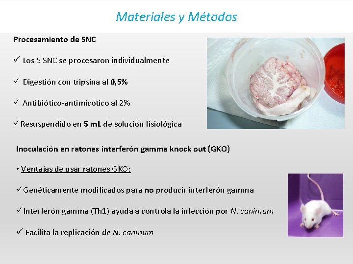 Materiales y Métodos Procesamiento de SNC ü Los 5 SNC se procesaron individualmente ü