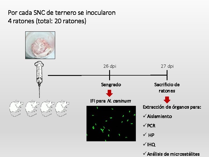 Por cada SNC de ternero se inocularon 4 ratones (total: 20 ratones) 26 dpi