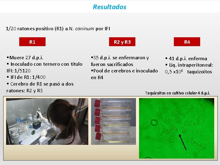 Resultados 1/20 ratones positivo (R 1) a N. caninum por IFI R 1 §Muere
