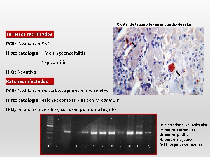 Cluster de taquizoítos en miocardio de ratón Terneros sacrificados PCR: Positiva en SNC Histopatología: