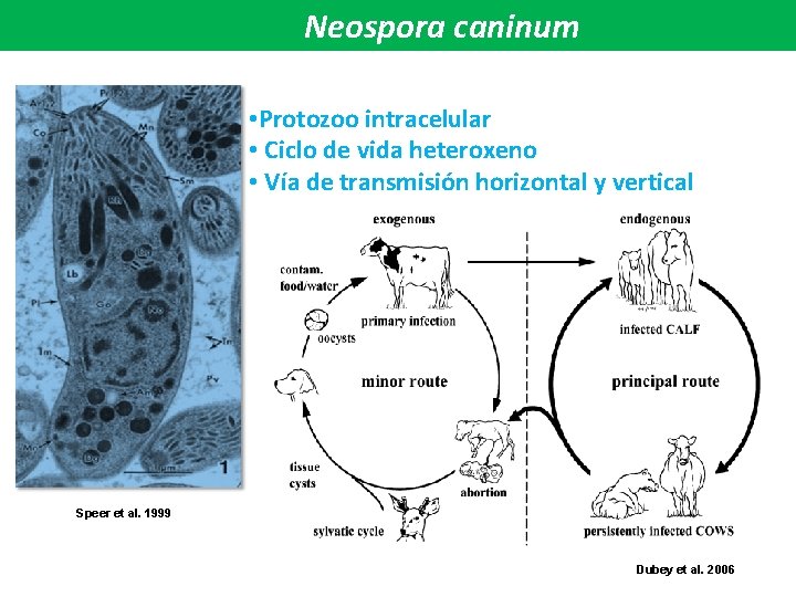 Neospora caninum • Protozoo intracelular • Ciclo de vida heteroxeno • Vía de transmisión