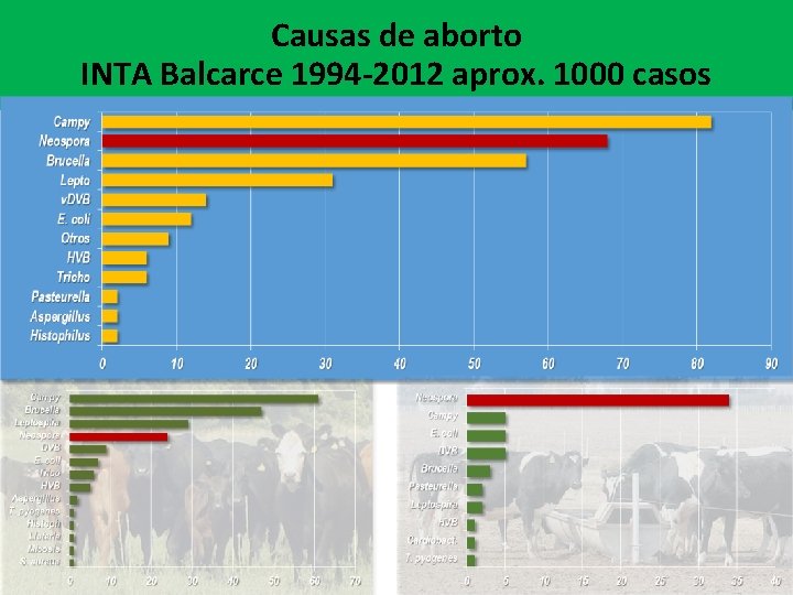 Causas de aborto INTA Balcarce 1994 -2012 aprox. 1000 casos 