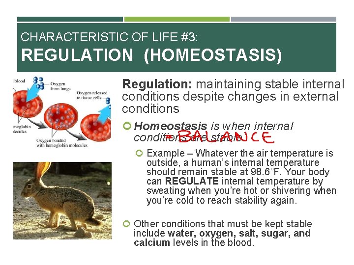 CHARACTERISTIC OF LIFE #3: REGULATION (HOMEOSTASIS) Regulation: maintaining stable internal conditions despite changes in