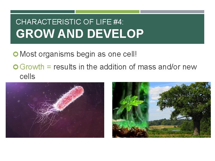 CHARACTERISTIC OF LIFE #4: GROW AND DEVELOP Most organisms begin as one cell! Growth