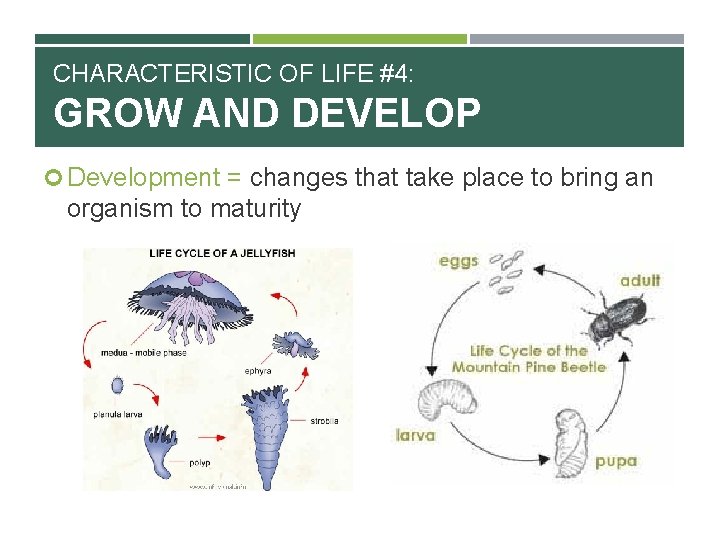 CHARACTERISTIC OF LIFE #4: GROW AND DEVELOP Development = changes that take place to
