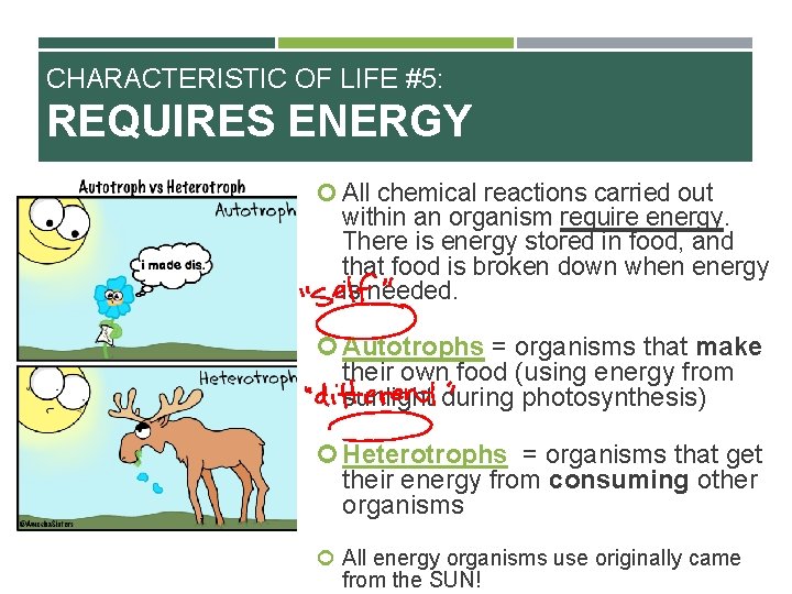 CHARACTERISTIC OF LIFE #5: REQUIRES ENERGY All chemical reactions carried out within an organism