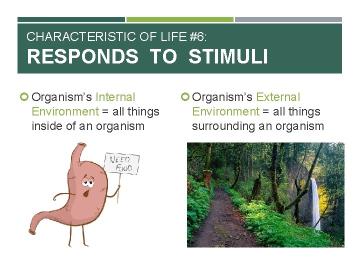 CHARACTERISTIC OF LIFE #6: RESPONDS TO STIMULI Organism’s Internal Environment = all things inside