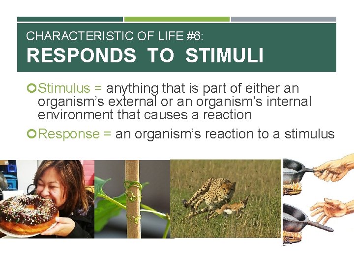 CHARACTERISTIC OF LIFE #6: RESPONDS TO STIMULI Stimulus = anything that is part of