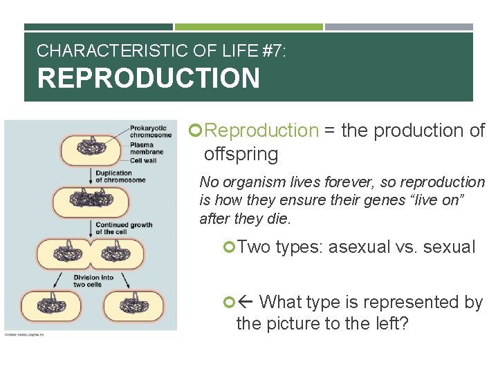 CHARACTERISTIC OF LIFE #7: REPRODUCTION Reproduction = the production of offspring No organism lives